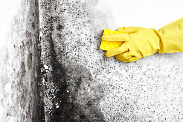 Best Mold Remediation for Specific Building Types in Hull, IA